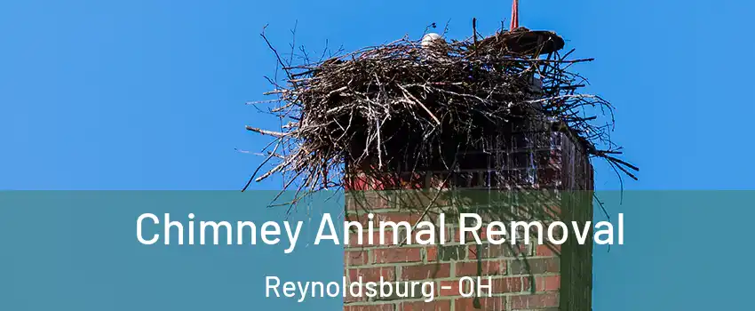Chimney Animal Removal Reynoldsburg - OH