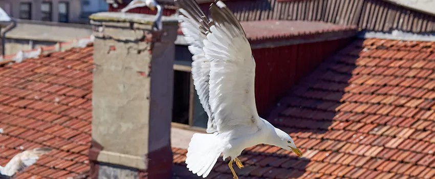 Residential Chimney Animal Removal Solution in Reynoldsburg, OH
